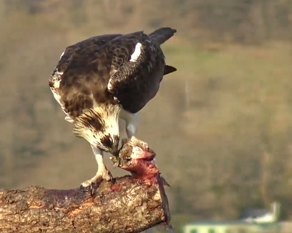 Screen Shot 2021-04-18 at 18.21.49.png