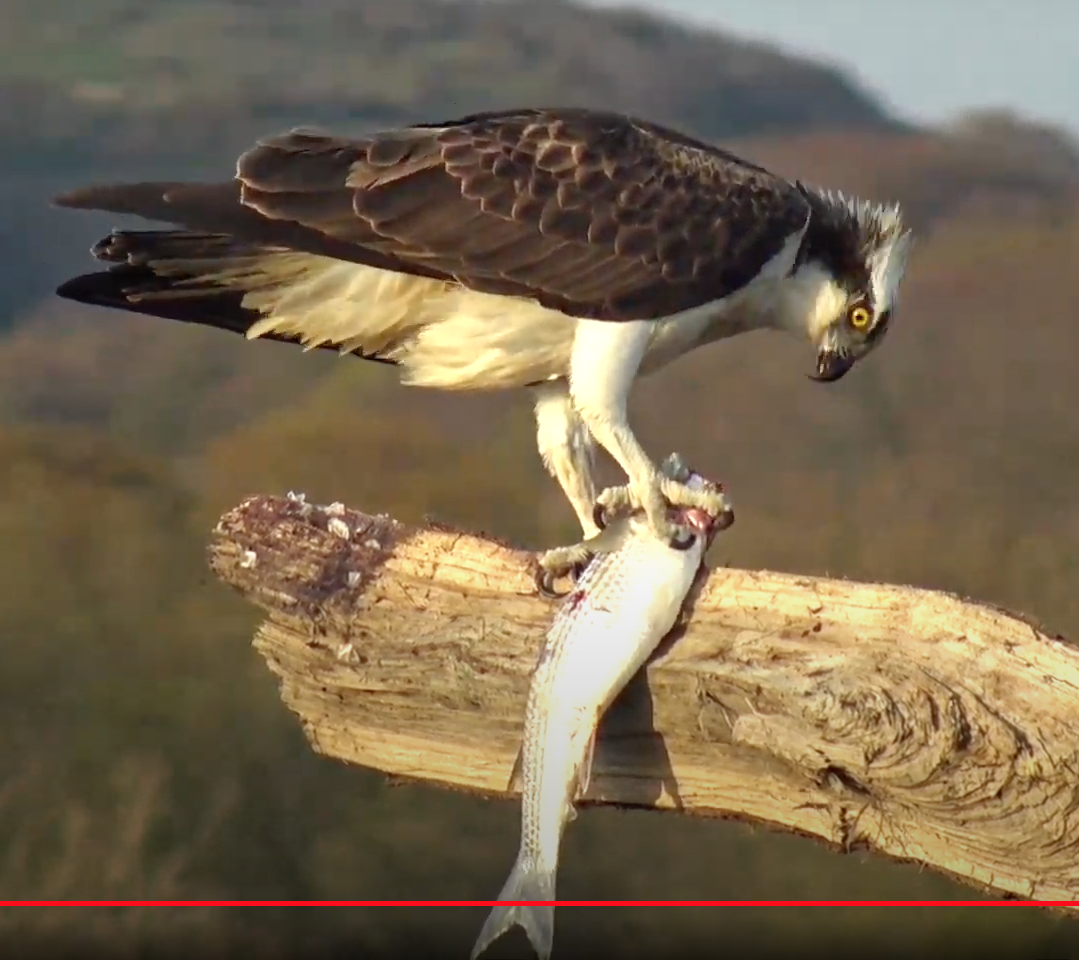 Screen Shot 2021-04-23 at 20.13.03.png