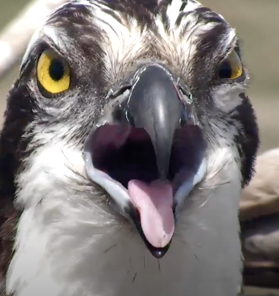 Screen Shot 2021-04-24 at 21.02.01.png