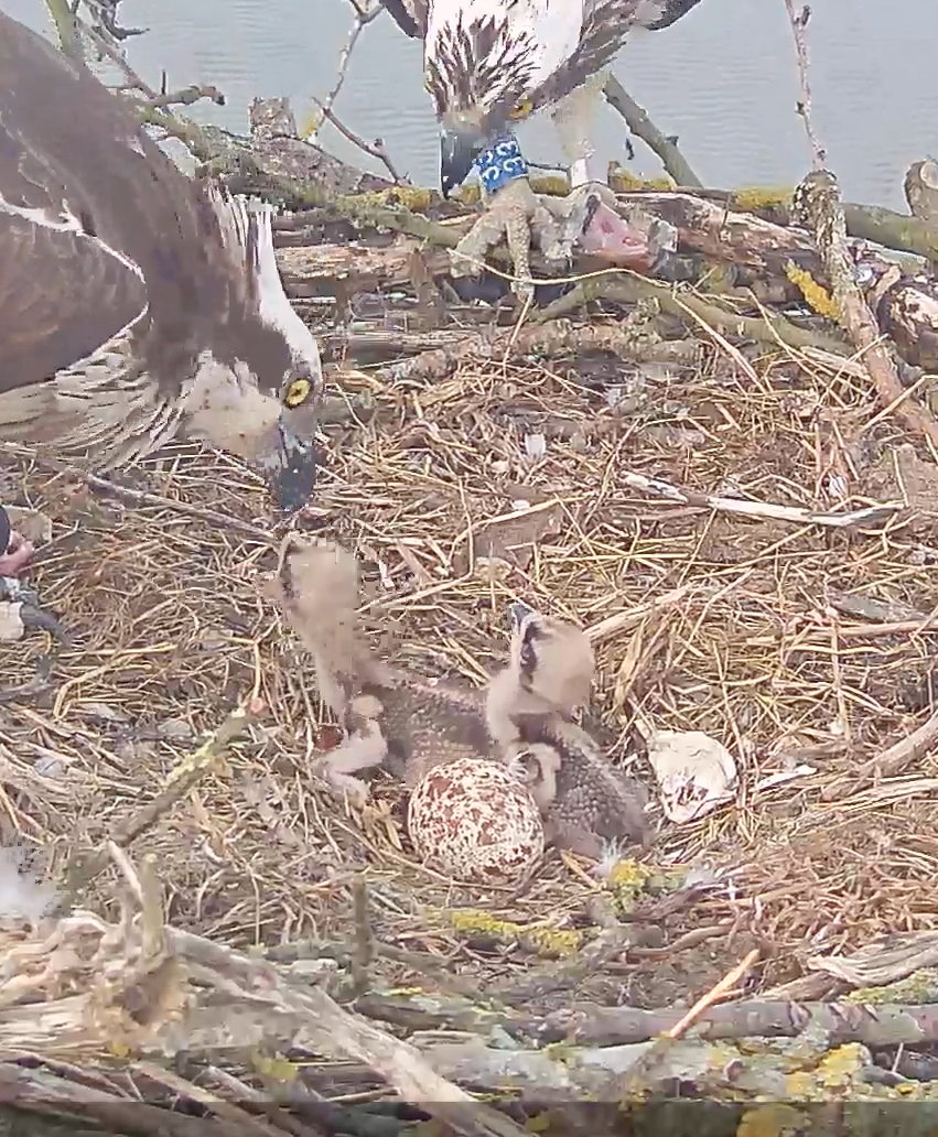 Screen Shot 2021-05-12 at 18.28.21.png