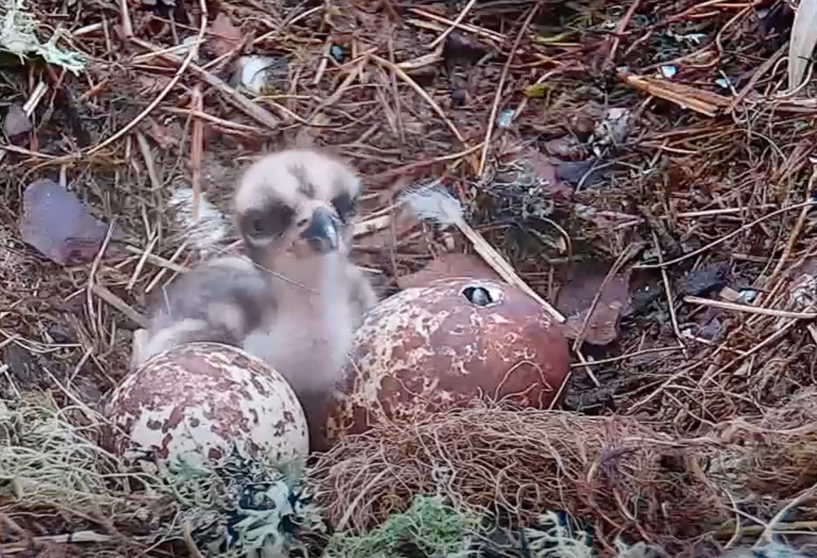 Screen Shot 2021-05-19 at 16.53.03.png