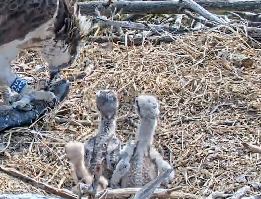 Screen Shot 2021-05-29 at 11.00.48.png