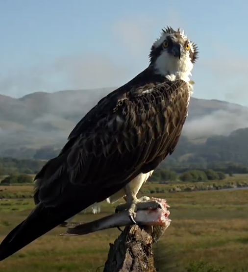 Screen Shot 2021-07-16 at 08.23.37.png