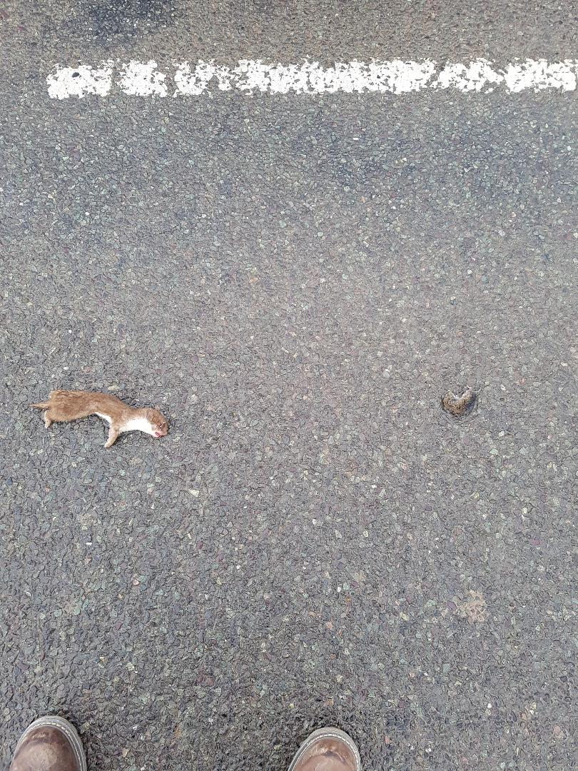 stoat & vole.jpg