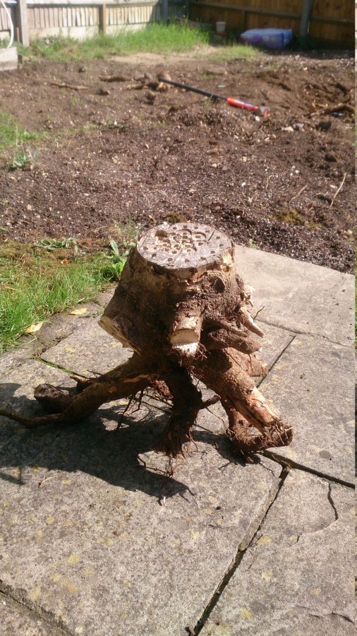 stump1.JPG