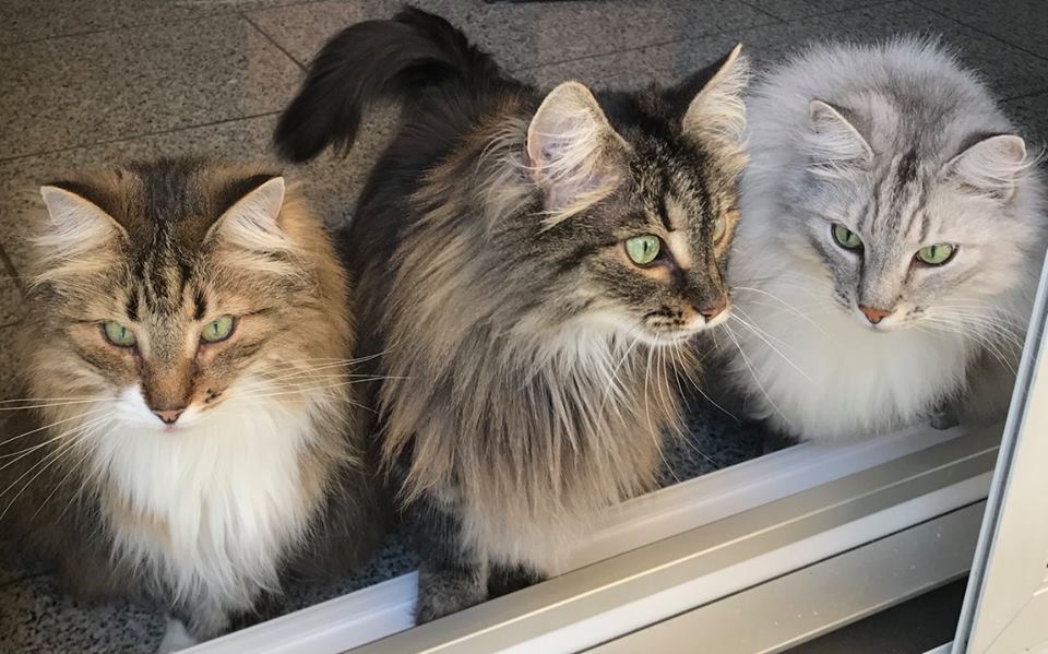 SusannesNorwegianForestCats.jpg
