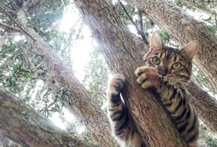 tree hugger small small.jpg