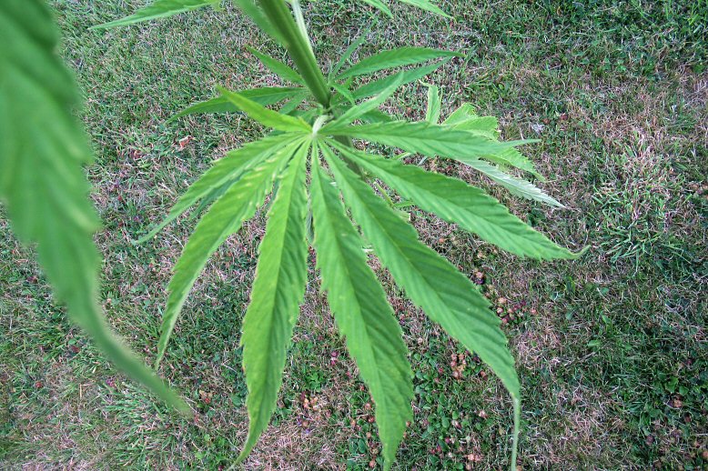 weed_6686.JPG