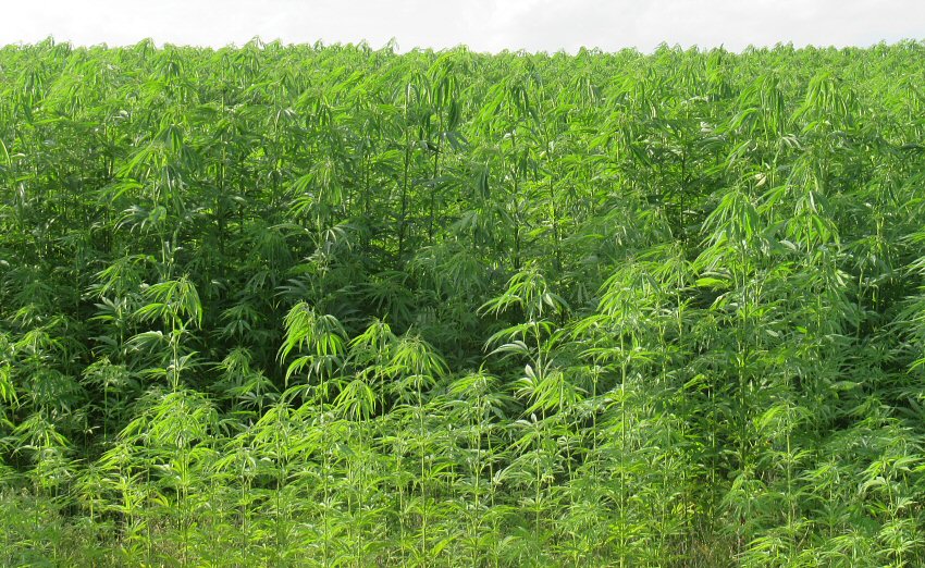 weed_6687.JPG