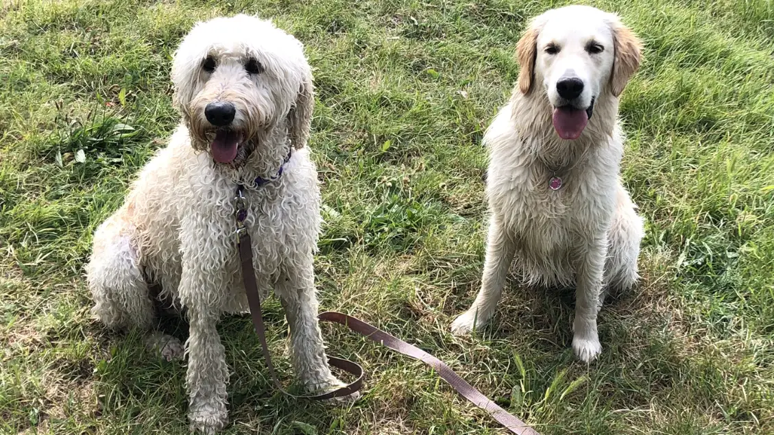 wet dogs (2).png