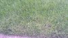 lawn photo.jpg