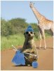 meerkat1.JPG