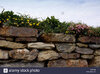 wild-flowers-growing-in-a-cornish-stone-wall-anthyllis-vulnerara-kidney-BGTKN5.jpg
