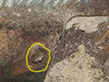 DIYnot Stove Bolt image - ( 4 of 8 ).jpg