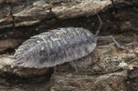 Shiny woodlouse (c) northeastwildlife RES.jpg