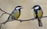 blue-and-great-tits-popular-garden-birds.jpg