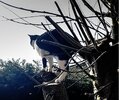 Cat up tree.jpg