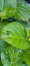 IMG_3880.png
