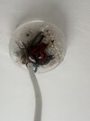 IMG_3704.jpeg