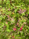 IMG_4184.jpeg
