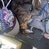 IMG_2058.jpeg