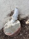 IMG_3680.jpeg
