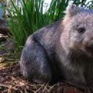 wombatusmaximus