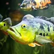 tastyfish