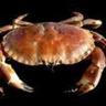 crabman1