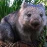 wombatusmaximus