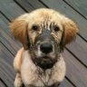 Muckiest of pups