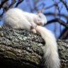 WhiteSquirrel