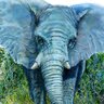 BlueElephant