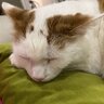Cat007077