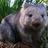 wombatusmaximus