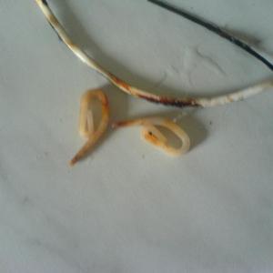 Hotpoint Aquarius 9971