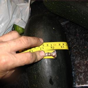 Giant veg