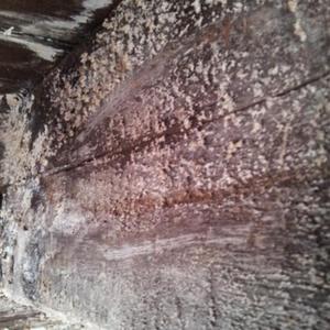 moldy beam