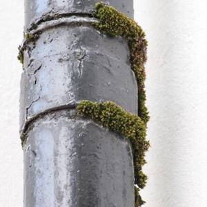 Down-pipe leak & moss