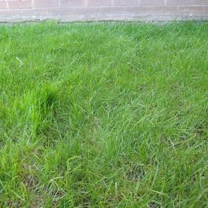 My long haired, bald lawn...