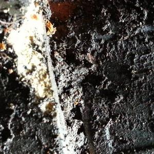 tree growing in gully