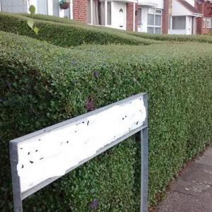 hedge