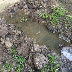 Garden Drainage