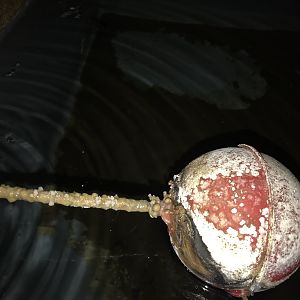 Extraterrestrials in the tank