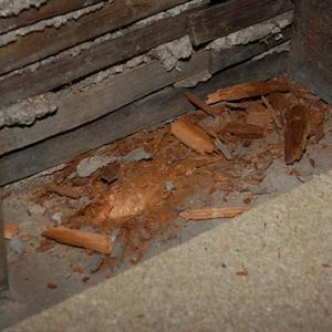 Wood Rot
