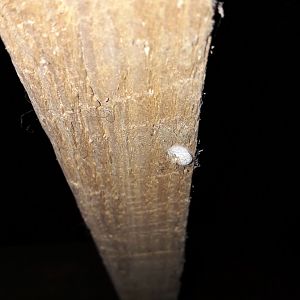 Close up of white blob