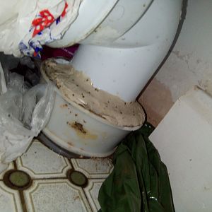 IMG_20170825_150934.jpg Osma