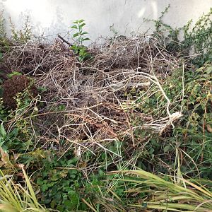 front garden before clearing