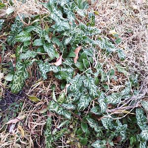 Things growing in my garden #1