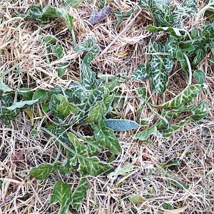 Things growing in my garden #1